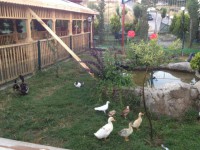 /album/aile-bah%c3%a7emizden-resimler/a165835-3990349513049-769304550-n-jpg1/
